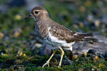 Rufous-chested Dotterel, Charadrius modestus