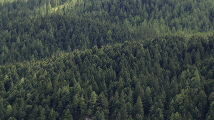 Obraz premium Particolare di bosco di pini ripresi di fronte alla luce del sole con gradazioni di verde