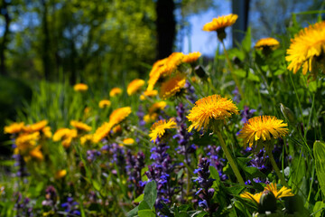 Löwenzahn blüht am Wegesrand.