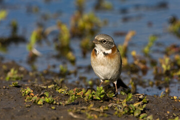 Rufous-collared Sparrow, Zonotrichia capensis