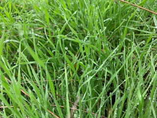 green grass background
