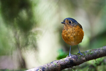 Slate-crowned Antpitta, Grallaricula nana