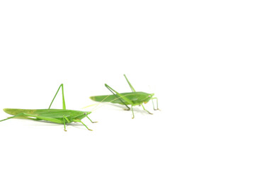  green grasshopper is a devastating pest, eats vegetables and gardeners' agricultural produce on a white background and feeds on small insects.