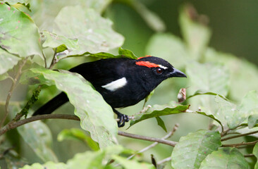 Scarlet-browed Tanager, Heterospingus xanthopygius
