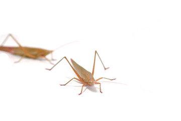  green grasshopper is a devastating pest, eats vegetables and gardeners' agricultural produce on a white background and feeds on small insects.
