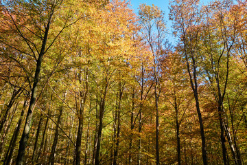 Autumn. Autumn atmosphere. Autumn background. Wallpaper. Sunny day. Forest. 