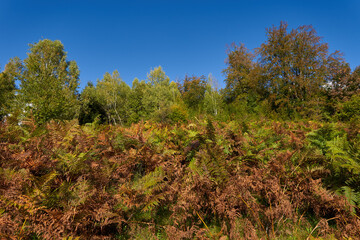 Deciduous forest and hiking trail