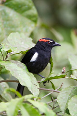 Scarlet-browed Tanager, Heterospingus xanthopygius