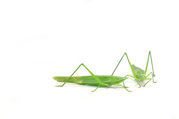  green grasshopper is a devastating pest, eats vegetables and gardeners' agricultural produce on a white background and feeds on small insects.