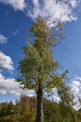 Obraz premium Deciduous forest and hiking trail