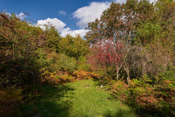 Hawthorn bush with ripe fruits