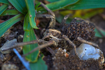 Wolf spider carrying babies