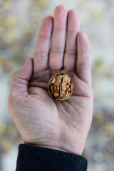 open walnut in hand