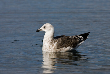 South American Kelp Gull, Larus dominicanus