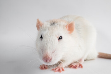 white laboratory rat isolated on grey background