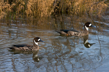 Bronsvleugeleend, Spectacled Duck, Speculanas specularis