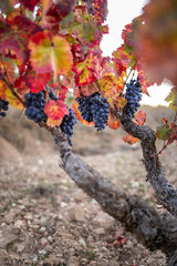 vineyards with grapes in autumn