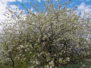 blossoming tree