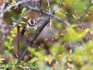 Doornstaartrayadito, Thorn-tailed Rayadito, Aphrastura spinicauda