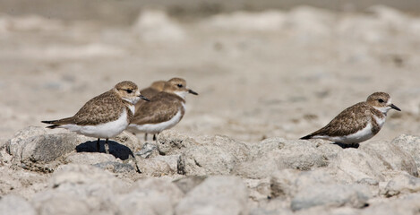 Falklandplevier, Two-banded Plover, Charadrius falklandicus