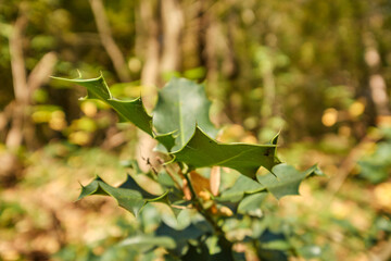 Autumn. Autumn atmosphere. Autumn background. Wallpaper. Sunny day. Forest. 