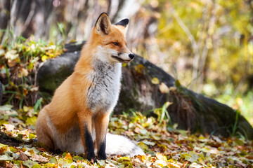 Cute Red Fox in green forest.