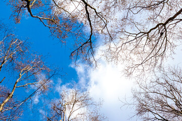 Tree tops on an early spring sky background