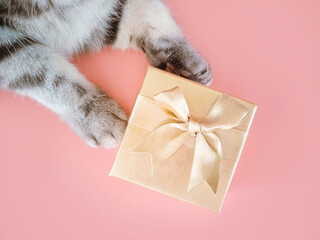 Gray striped cat's paw and golden gift box on pink background. New year, christmas, holiday and pets concept. Minimalism, top view, copy space.