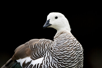 Upland Goose, Chloephaga picta