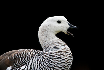 Upland Goose, Chloephaga picta