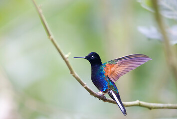 Witstaarthoornkolibrie, Velvet-purple Coronet, Boissonneaua jardini