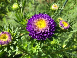 Obraz premium ダリア