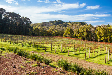 Dormant Vines During Winter in Australia