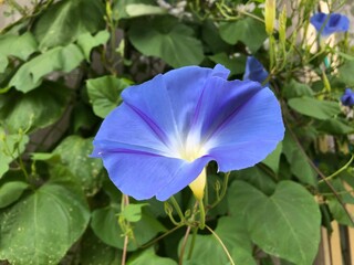 アサガオ