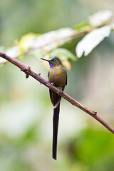 Violetstaartnimf, Violet-tailed Sylph, Aglaiocercus coelestis