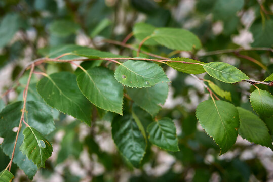 Betula pubescens