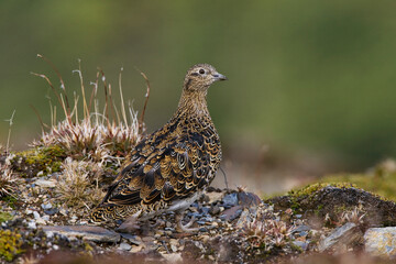 White-bellied Seedsnipe, Attagis malouinus