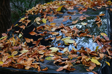 autumn leaves lie on the car. fallen leaves on a wet car after rain. autumn background