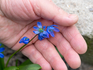 A man holds a blue spring flower in his hand