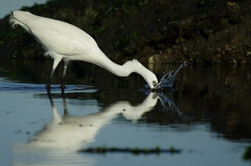 great blue heron