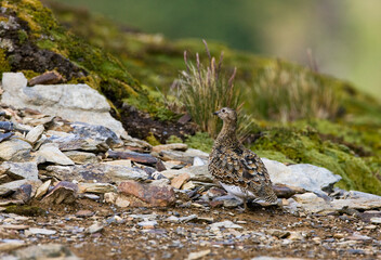 White-bellied Seedsnipe, Attagis malouinus