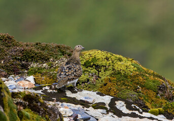 White-bellied Seedsnipe, Attagis malouinus