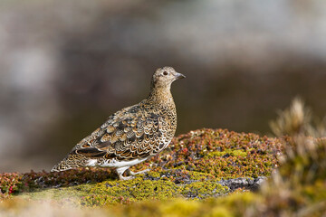 White-bellied Seedsnipe, Attagis malouinus