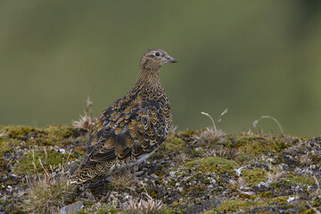 White-bellied Seedsnipe, Attagis malouinus