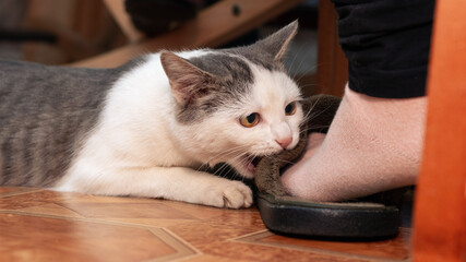 A small cat bites a girl on the leg