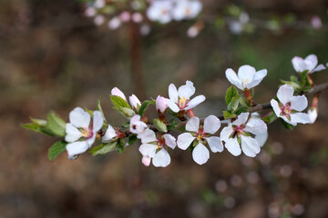 Nanking cherry blossom. Sakura