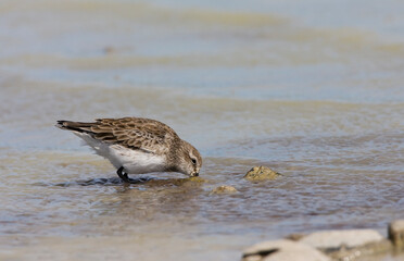 Bonapartes Strandloper, White-rumped Sandpiper, Calidris fuscicollis
