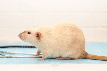 White rat dumbo siam sitting on table of veterinarian doctor with stethoscope. Examination of rat, listening to heart