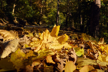 Autumn. Autumn atmosphere. Autumn background. Wallpaper. Sunny day. Forest. 
