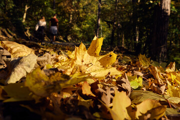 Autumn. Autumn atmosphere. Autumn background. Wallpaper. Sunny day. Forest. 